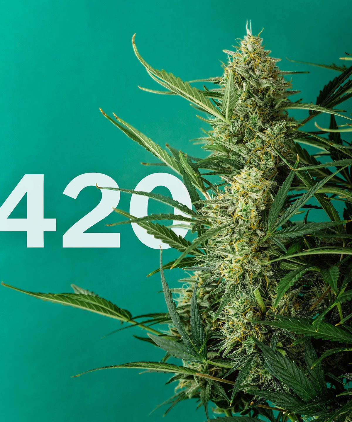 What does 420 mean? April 20th is International Cannabis Day