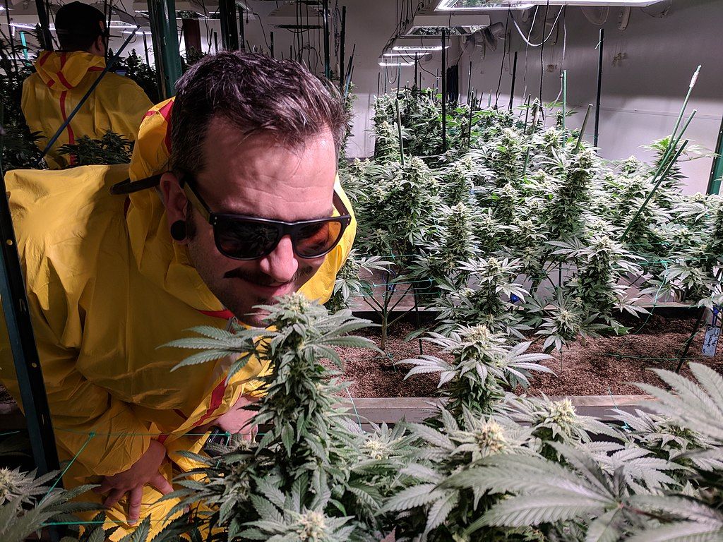 A Brief Guide to New York's Adult-Use Cannabis Licensing