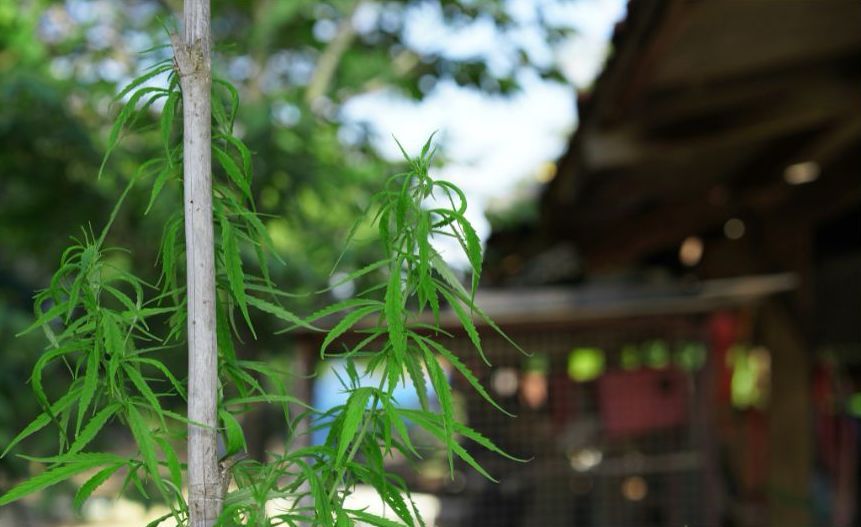 Growing Cannabis at Home in New York State: A Comprehensive Guide