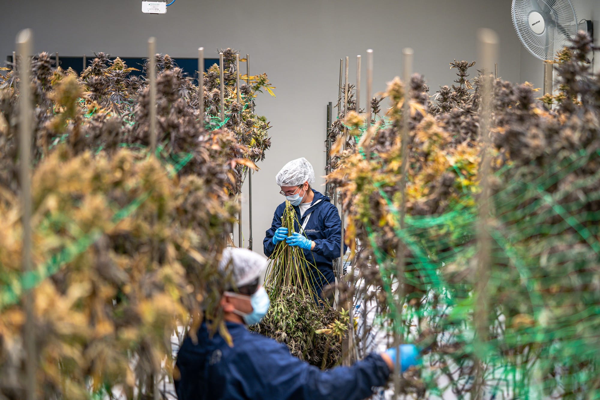 Cultivation and production within the Hudson Valley cannabis industry