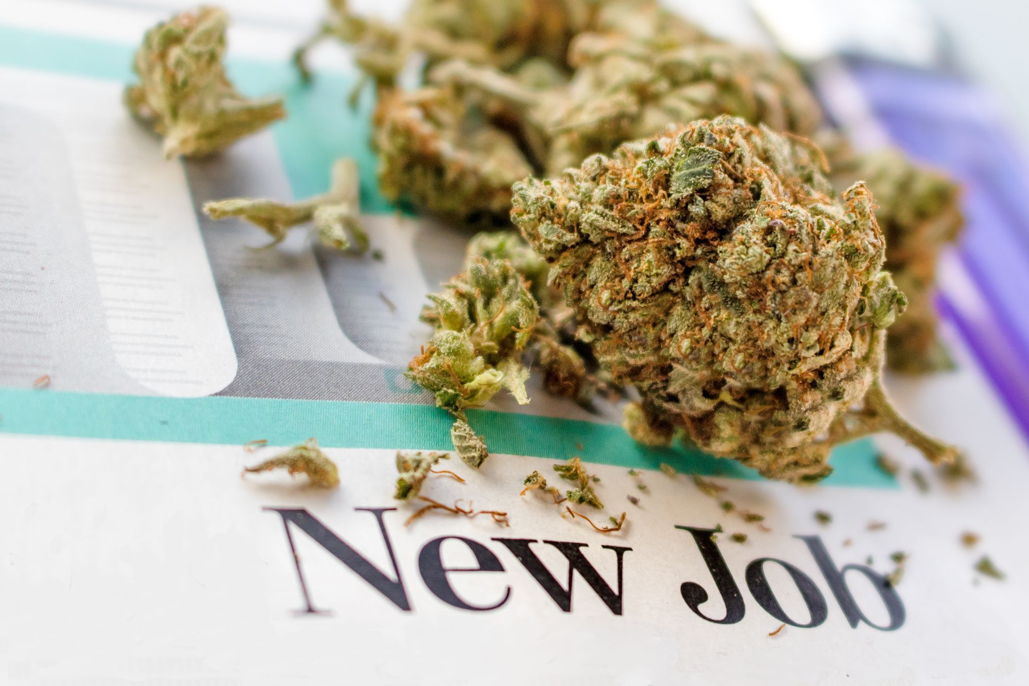 Looking for a job in the pot industry? Don't say cannabis