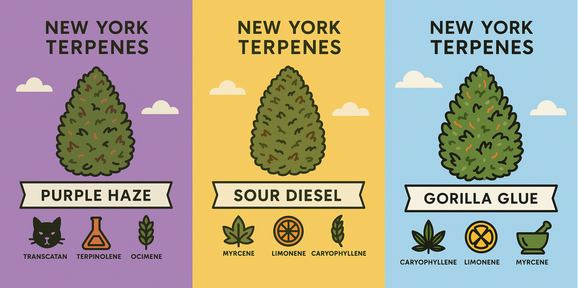 Sprayed Terps: The New Threat to Authentic Cannabis in New York